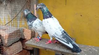 Young Breeder Teddy Pair Ch Wala ll Adnan Malik Pigeons ll [upl. by Grochow11]