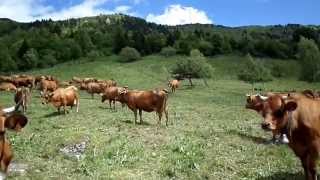 Vaches en Alpages 1650 m Naves en Savoie [upl. by Lladnew]