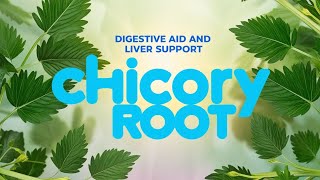 Chicory Root Your Digestive Aid and Liver Support [upl. by Chanda146]