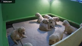 ECAD Puppies  Highlights [upl. by Oetomit]