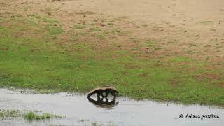 Honey Badger in Letaba River  unusual sighting in Kruger National Park [upl. by Perce]