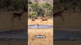 Antelopes Narrow Escape from a Hunting Dog [upl. by Morra]