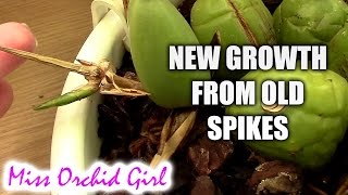 New growth from flower spikes on Coelogyne cristata Orchid [upl. by Nyliahs]