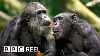 Chimpanzees are ‘just like us’  BBC REEL [upl. by Noivart]