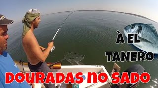 PESCA À DOURADA NO RIO SADO  JOAO BEJA E DOURADA XL [upl. by Bocaj265]