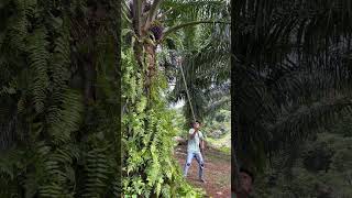 low tree oil palm harvesting techniques [upl. by Akinak]