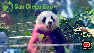 San Diego Zoo Panda Ridge Opening Day [upl. by Ranjiv]