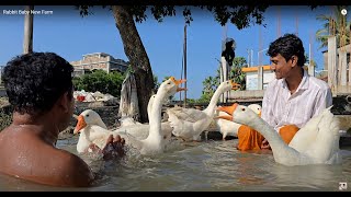 Collected Black Swan Feathers For DNA Testing [upl. by Naraj]