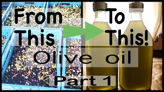 Harvesting Arbequina Olives for Pure Unfiltered Extra Virgin Olive Oil unfilteredoliveoil olives [upl. by Aynot]