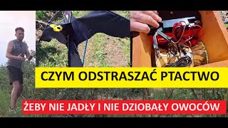 Jak Odstraszyć Szpaki z Borówki 2 Najskuteczniejsze Sposoby Latawiec Plus Dźwięk [upl. by Hanshaw]