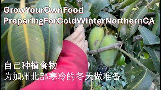 Grow You Own Food Preparing for Cold Winter Northern California Bay Area 10192024 [upl. by Adok]