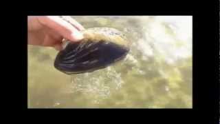 Clam Movement Missouri River Yankton SD [upl. by Schultz]