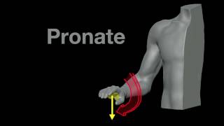 Arm Muscles 21 Pronation and Supination [upl. by Nilac939]