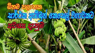 සාර්ථක ඇමිබූන් කෙසෙල් වගාවකට Ambun kesel wagawa  Ambun Wagawa Sinhala [upl. by Michigan]