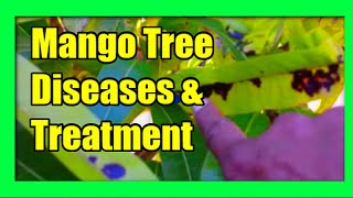 Mango Tree Diseases Mango Diseases Treatment and Prevention [upl. by Aivatnwahs]