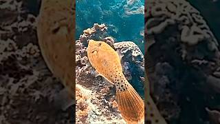 Filefish scubadiving philippines ocean [upl. by Ataga624]