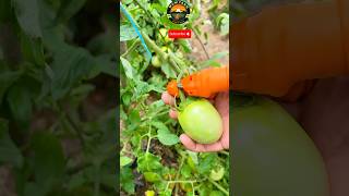 fruit and vegetable harvesting equipment harvestingtechnology satisfying farming [upl. by Ilac3]