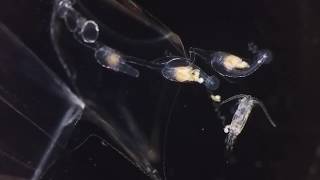 Siphonophore eating copepod [upl. by Ellener]