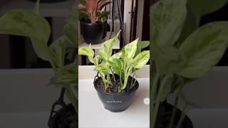 plants plantbased pothos indoormoneyplant moneyplant garden green happyplanting diy [upl. by Vladamar]