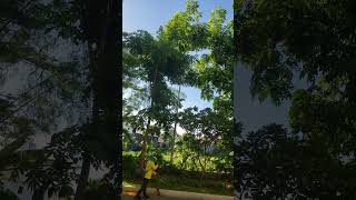 Beautiful tree nature trending highlight viral [upl. by Adnawat]