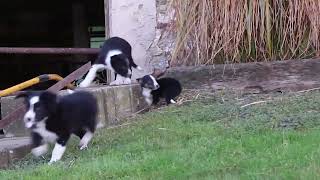 Border Collie Puppies For Sale [upl. by Lifton]