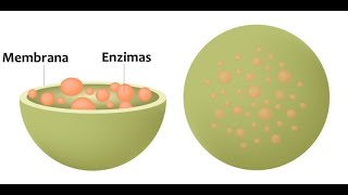 lisosomas y peroxisomas [upl. by Viveca747]