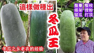 【冬瓜種植】冬瓜之鄉老農的多年經驗，不花一分錢，產量翻倍，盤蔓，整枝，搭架，授粉，留瓜，打頂 How to Grow Winter Melon [upl. by Dalston807]