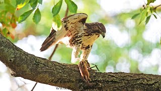 Buteo jamaicensis REDTAILED HAWK has unfortunate Chipmunk for lunch 9091350 [upl. by Nick460]