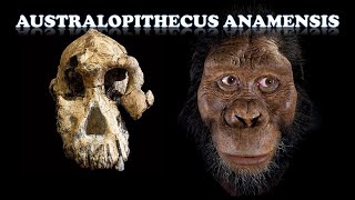 Australopithecus anamensis [upl. by Sosthenna]