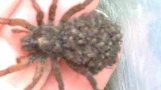 Wolf Spider with babies2 [upl. by Therese]