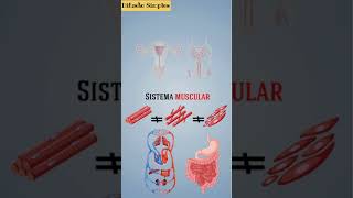 Sistema múscular e seus tecidos histology anatomia anatomiahumana [upl. by Scales]