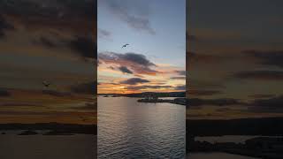 Oslo’s october 2024 sunset in Tjuvholmen shorts shortvideo norway scandinavia nofilter [upl. by Annawyt]