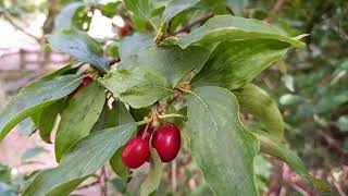 Cornelian Cherry Exploring the Rich Flavors and Benefits of this Ancient Fruit [upl. by Essie]