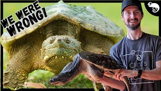 We Have Been Completely Wrong About Snapping Turtles [upl. by Undry]