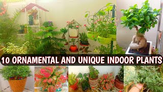 10 ORNAMENTAL AND UNIQUE INDOOR PLANTS FOR HOME GARDEN  INDOOR PLANTS FOR BUSY GARDENERS 😍🌸 [upl. by Adalheid600]