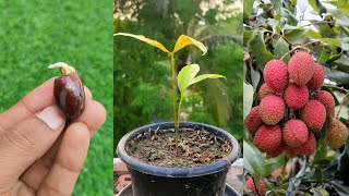 How to Grow Lychee Plant From Seeds  Lychee Tree Form Seed lychee [upl. by Schulman]