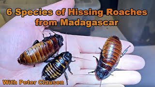 Six Species of Hissing Cockroaches Madagascar madagascarhissingcockroach hissingcockroach [upl. by Lanford347]