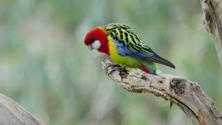 Eastern Rosella Platycercus eximius [upl. by Ybloc]