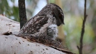 The vital role of the Tawny Frogmouth father  from chick to fledgling [upl. by Marc291]