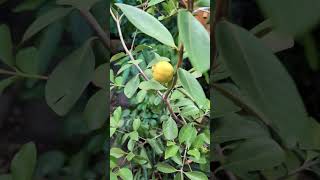 Lemon guava getting ripe Psidium littorale aka yellow strawberry guava [upl. by Aluk648]