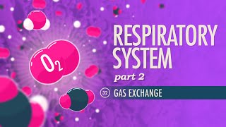 Respiratory System Part 2 Crash Course Anatomy amp Physiology 32 [upl. by Yrrehs]