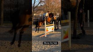 Mazel Tov Sina jungpferd horseforsale [upl. by Chrissa]