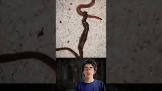 Hammer Head Worm 🪱 viralshorts youtubeshorts [upl. by Kcir]