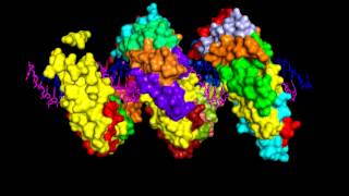 TALE DNA binding domain in complex with DNA [upl. by Nawoj240]