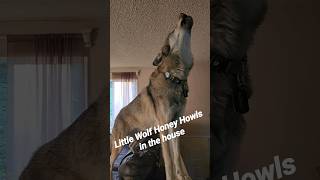 Wolf Howls in the House petwolf wolfpup wolfdog [upl. by Leamaj]