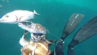 Pesca submarina Tanger Diki pèche sous marine Tanger  spearfishing in north Morocco [upl. by Berliner]