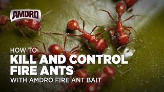 How to Kill Fire Ants with AMDRO Fire Ant Bait [upl. by Jen]