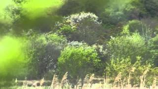 Hunting male marsh harrier [upl. by Sweatt]