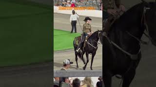 Tennessee Walking Horse in Shelbyvillie tennesseewalkinghorse [upl. by Eneleh]