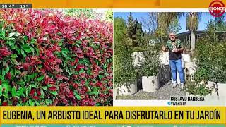 Eugenia un arbusto ideal para disfrutrarlo en tu jardín [upl. by Jeanne]